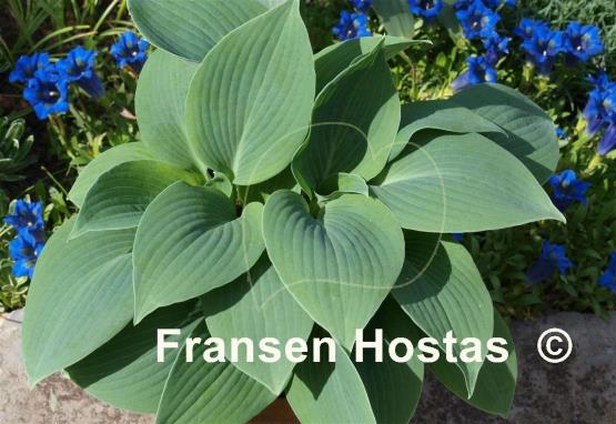 Hosta Blue Impression