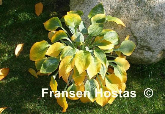 Hosta Blue Impression