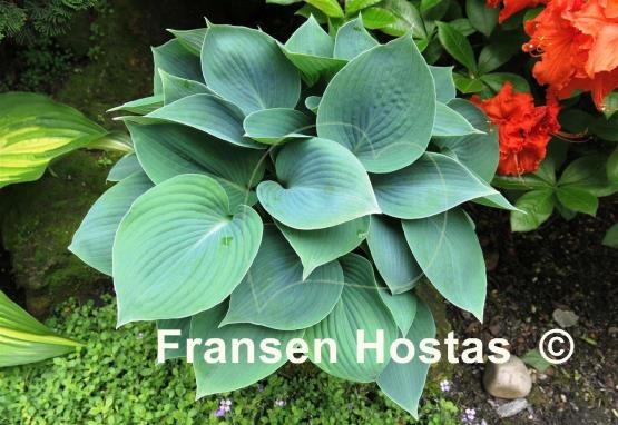 Hosta Blue Impression