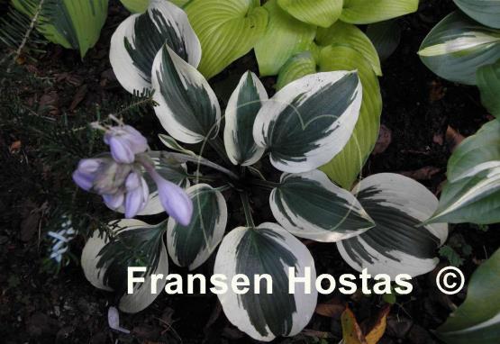 Hosta Blue Ivory