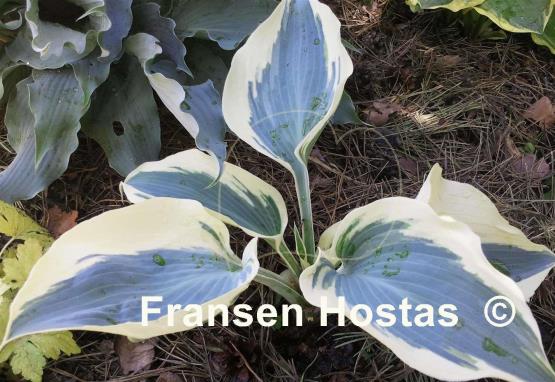Hosta Blue Ivory