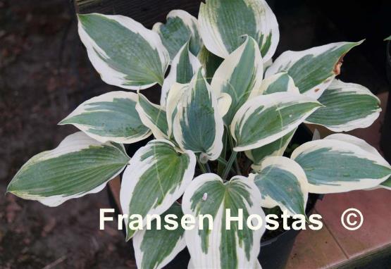 Hosta Blue Ivory