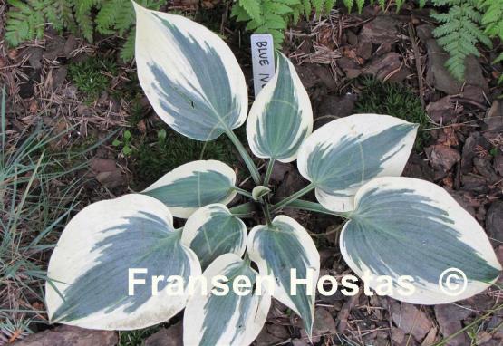 Hosta Blue Ivory