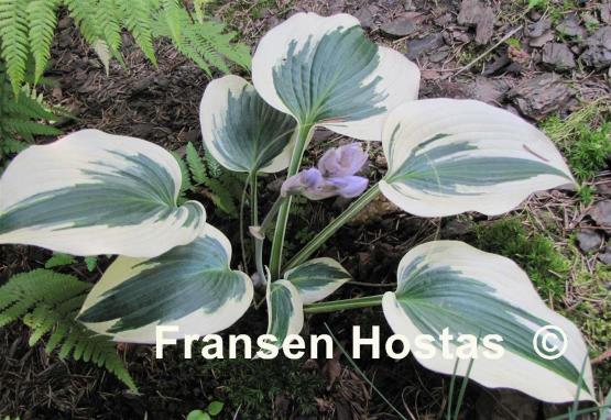 Hosta Blue Ivory