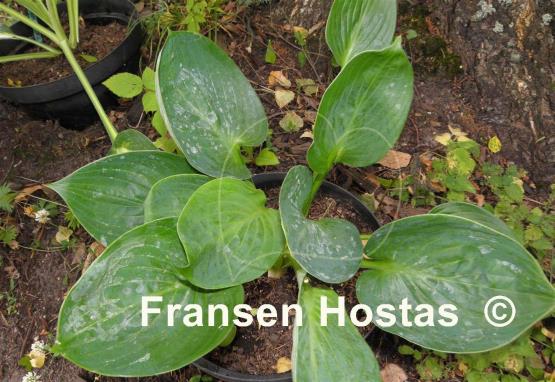 Hosta Blue Lettuce