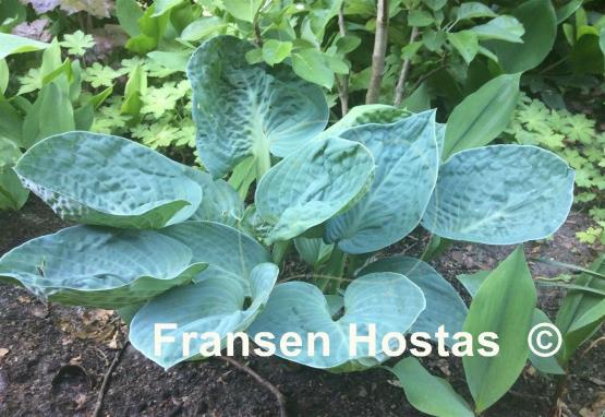 Hosta Blue Lettuce