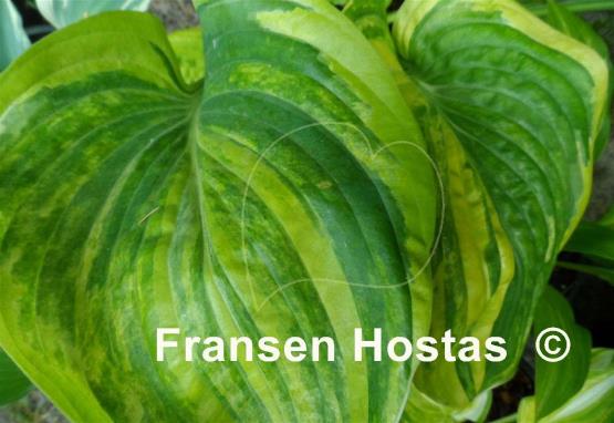 Hosta Blue Lightning