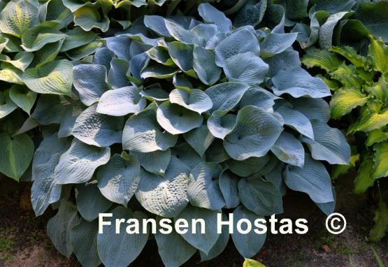 Hosta Blue Mammoth
