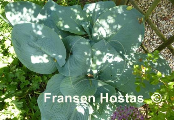 Hosta Blue Mammoth