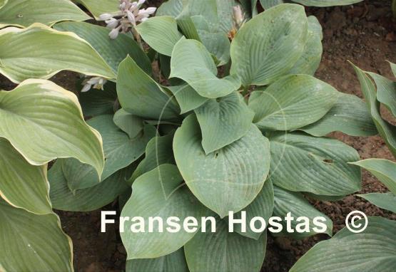 Hosta Blue Mammoth