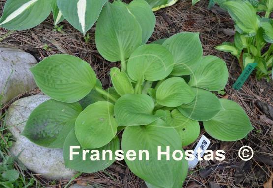 Hosta Blue Maui