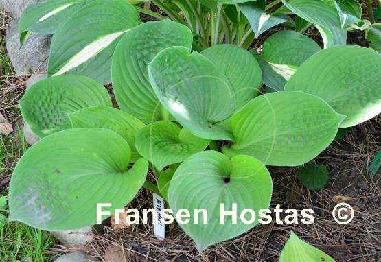Hosta Blue Maui