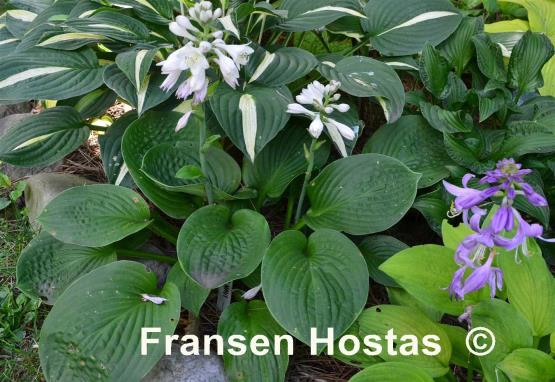 Hosta Blue Maui