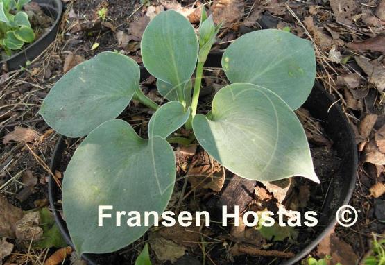 Hosta Blue Monday