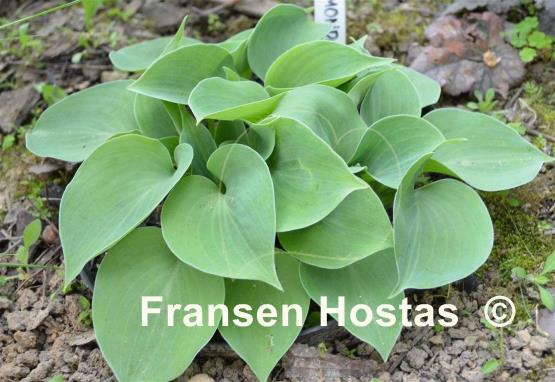 Hosta Blue Monday
