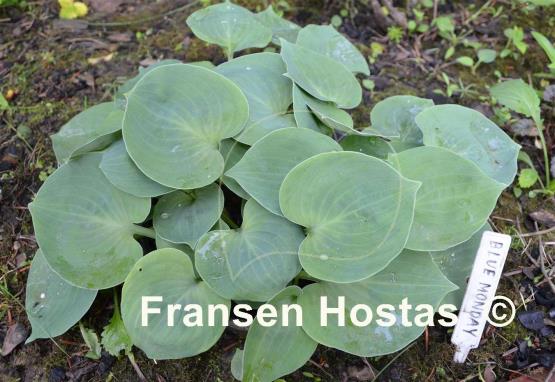 Hosta Blue Monday