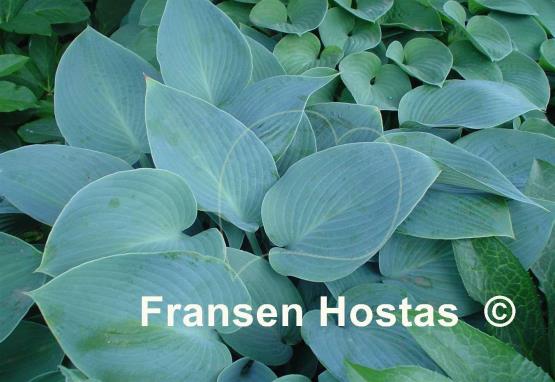 Hosta Blue Moon