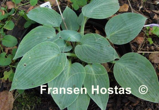 Hosta Blue Moon