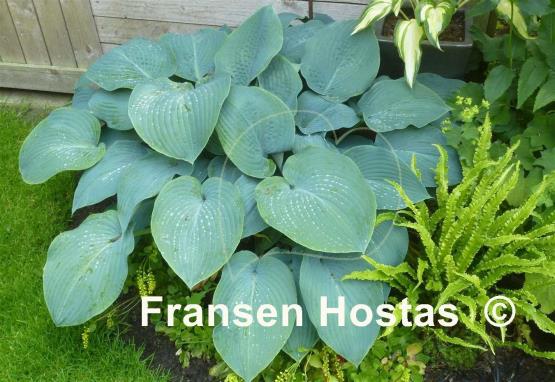 Hosta Blue Mountains