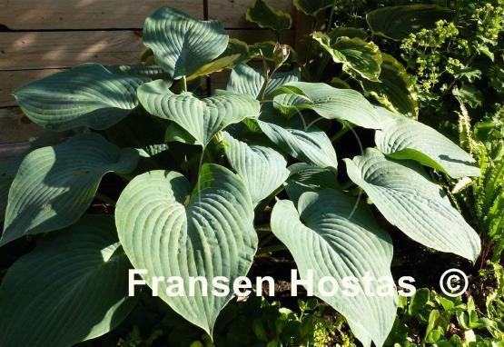Hosta Blue Mountains