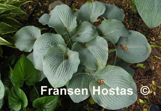 Hosta Blue Mountains