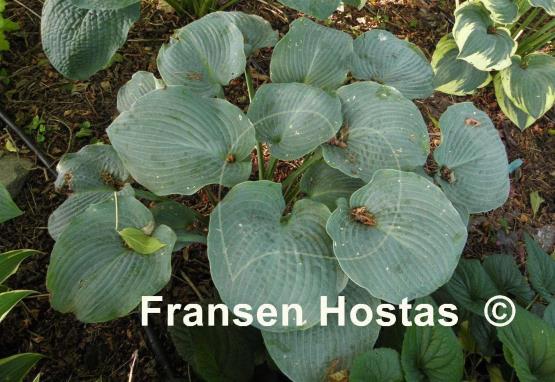 Hosta Blue Mountains