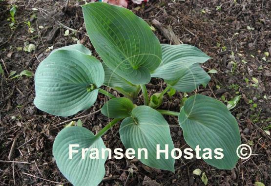 Hosta Blue Mountains