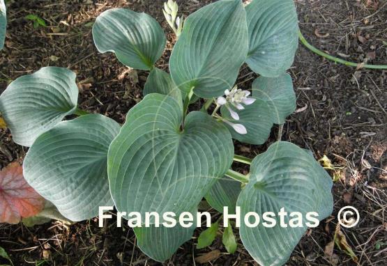 Hosta Blue Mountains
