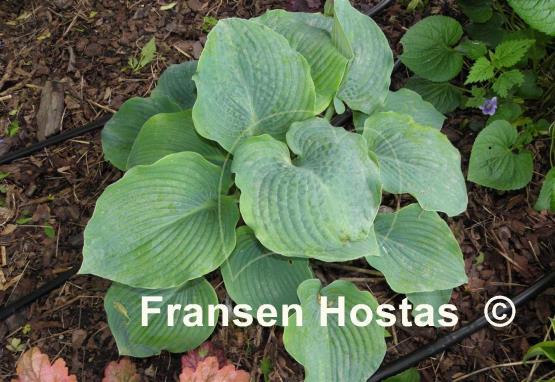 Hosta Blue Mountains