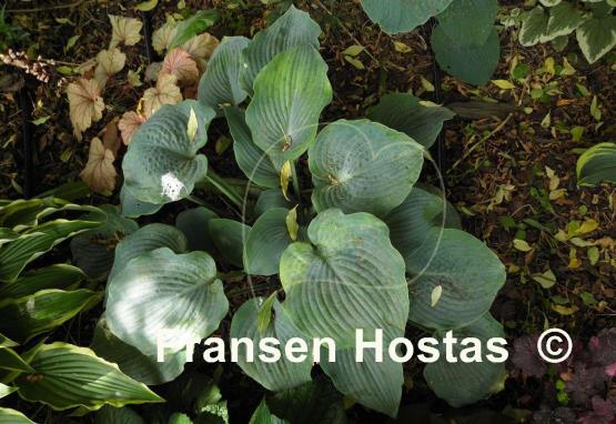 Hosta Blue Mountains