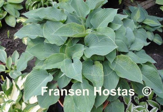 Hosta Blue Mountains