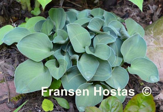 Hosta Blue Mouse Ears