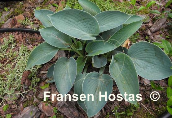 Hosta Blue Plate Special