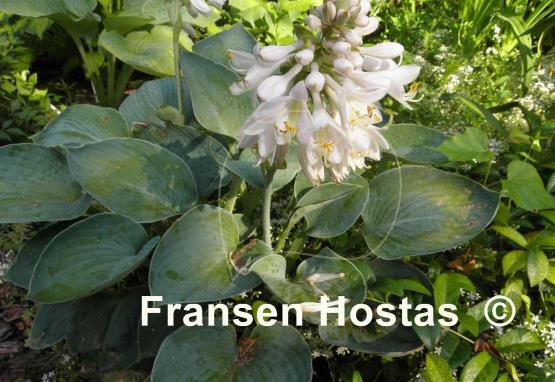 Hosta Blue Plate Special