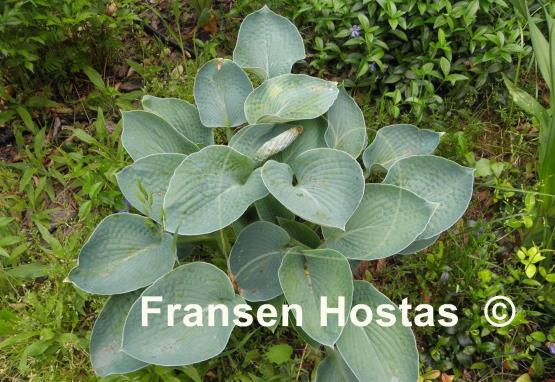 Hosta Blue Plate Special