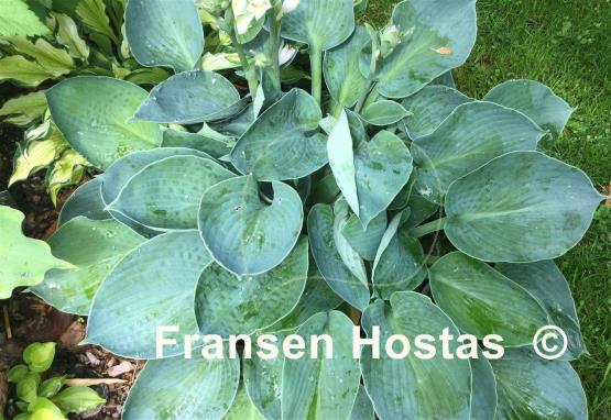 Hosta Blue Plate Special