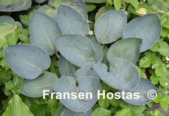 Hosta Blue Plate Special