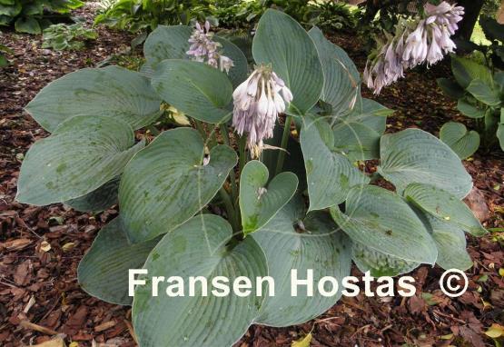 Hosta Blue Plisse