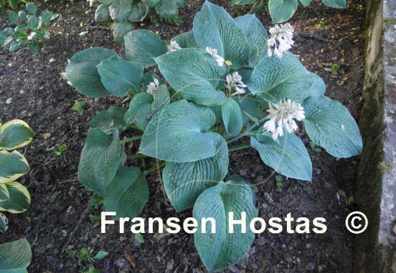 Hosta Blue Plisse