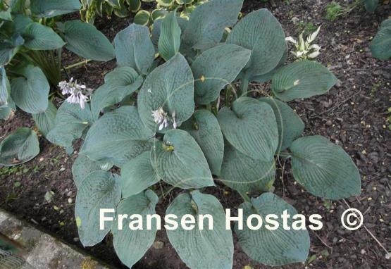Hosta Blue Plisse