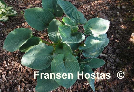 Hosta Blue Plisse