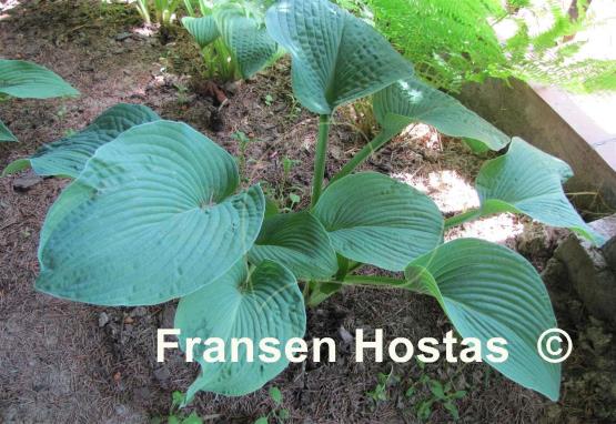 Hosta Blue Plisse