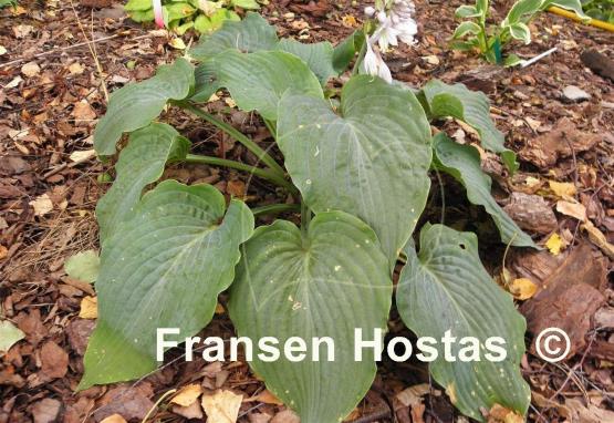 Hosta Blue Ripples