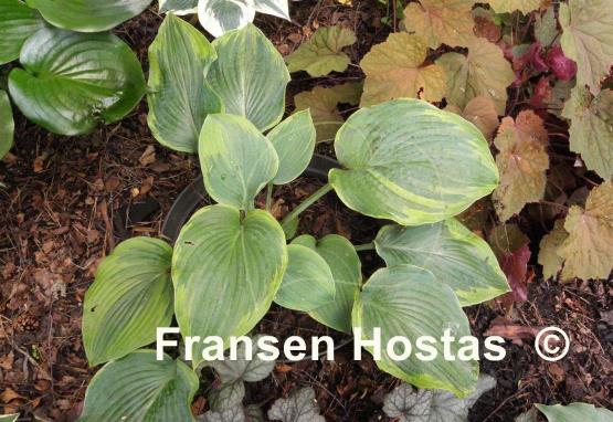 Hosta Blue River