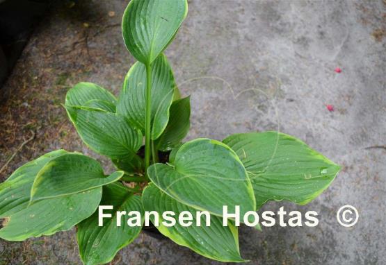 Hosta Blue River