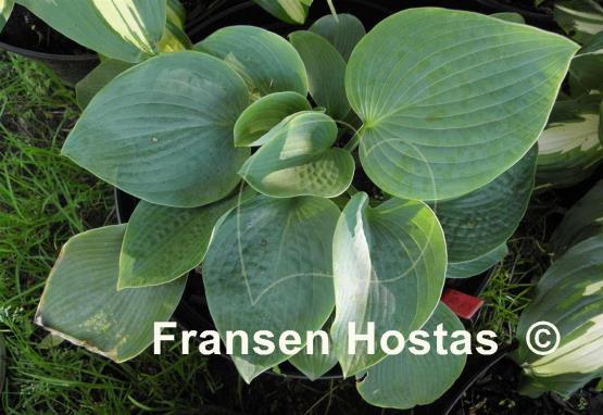 Hosta Blue Seer