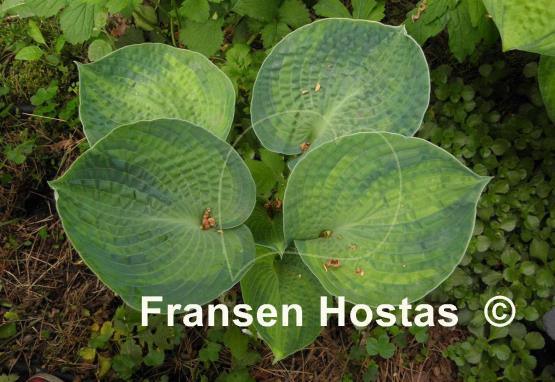 Hosta Blue Shadows