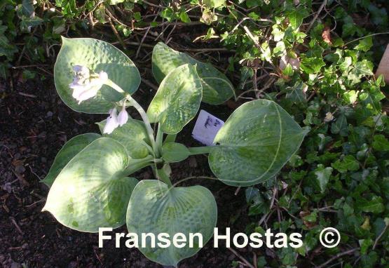 Hosta Blue Shadows
