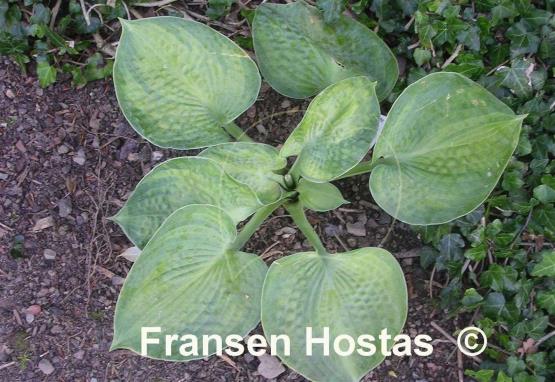Hosta Blue Shadows
