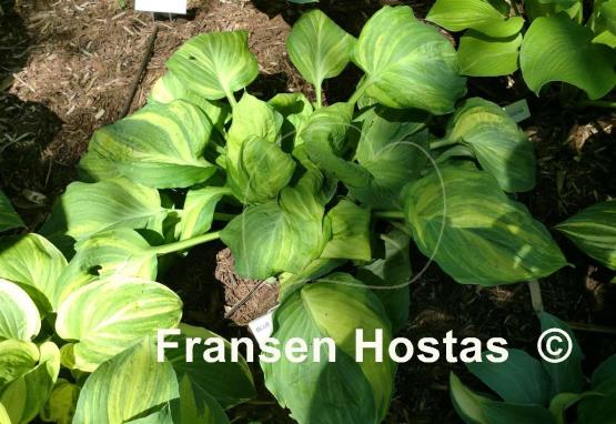 Hosta Blue Suede Shoes